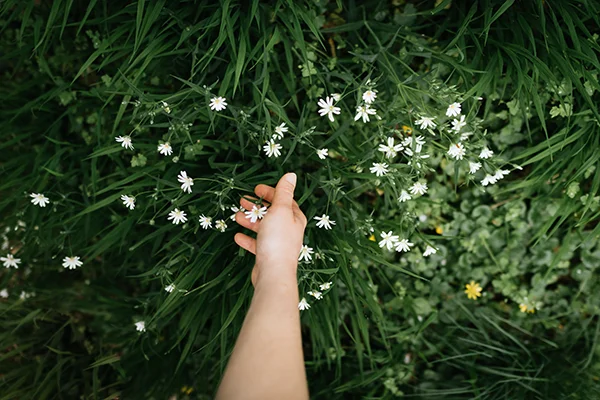 Hand greift in Wiese mit weißen Blumen - Symbolbild für seelische Gesundheit