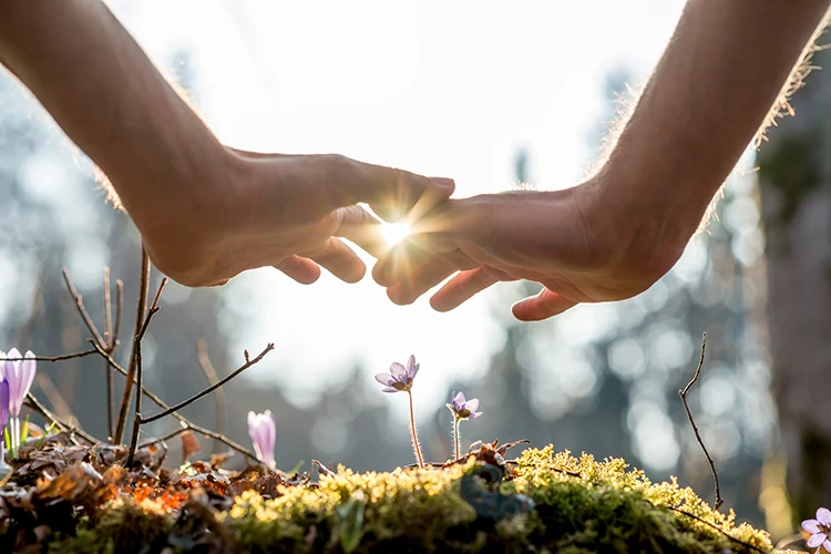 Hände über Waldboden und Blüten mit Sonnenschein - Symbolbild für Energetische Kompensation