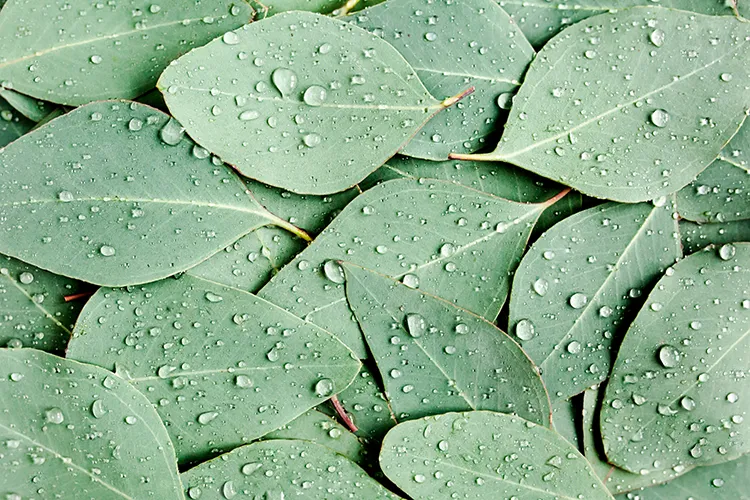 Grüne Blätter mit Wassertropfen - Symbolbild für Infusionen